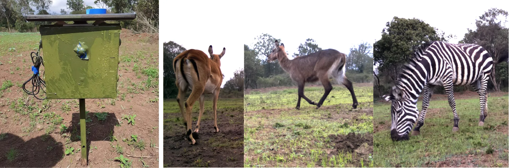 A low cost camera trap assembled at DSAIL deployed at the Dedan Kimathi Wildlife Conservancy alongside sample camera trap images