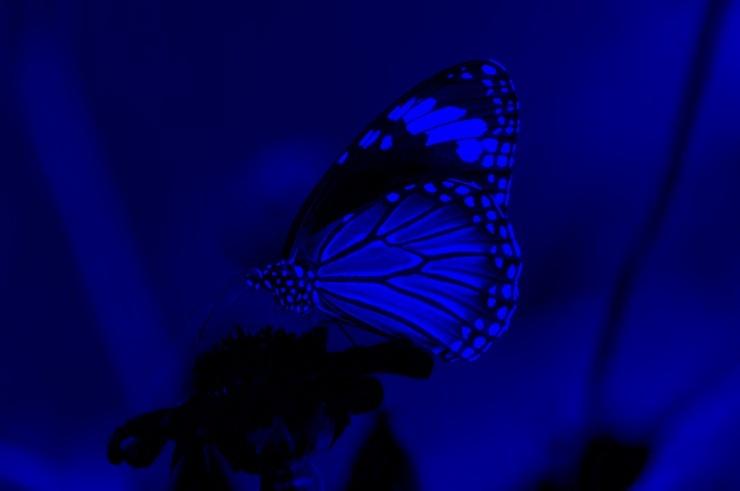 The blue channel of a colour image