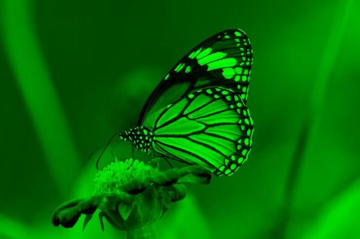 The green channel of a colour image